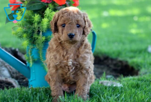 Bear Cockapoo2 image
