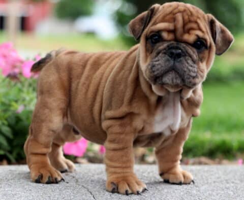 Strong and stocky fawn English Bulldog puppy standing confidently on a sidewalk, showing off deep wrinkles and a serious expression with pink flowers and greenery behind.