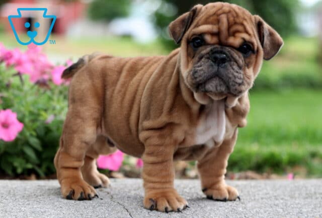 Strong and stocky fawn English Bulldog puppy standing confidently on a sidewalk, showing off deep wrinkles and a serious expression with pink flowers and greenery behind. image