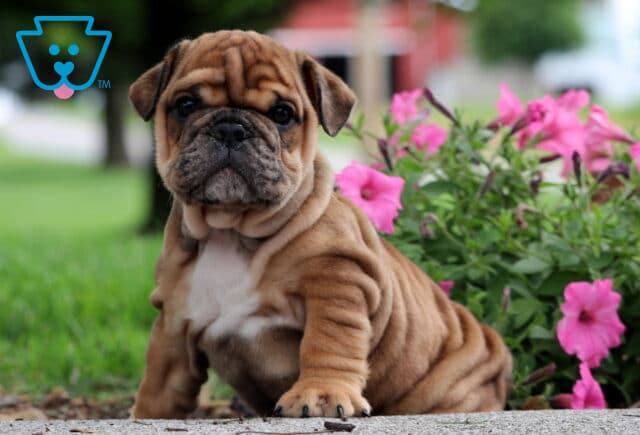 Sitting fawn English Bulldog puppy with a deeply wrinkled face and chest markings, surrounded by bright pink flowers and a blurred grassy park in the background. image