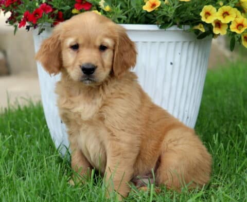Golden Goldendoodle puppy with soft, wavy fur sitting beside a white flower pot filled with bright yellow and red blossoms on a sunny lawn.