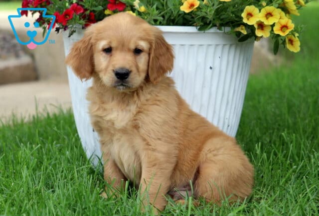 Golden Goldendoodle puppy with soft, wavy fur sitting beside a white flower pot filled with bright yellow and red blossoms on a sunny lawn. image
