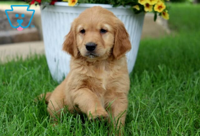 Golden Goldendoodle puppy with floppy ears sitting on a green lawn beside a white flower pot filled with colorful blooms. image