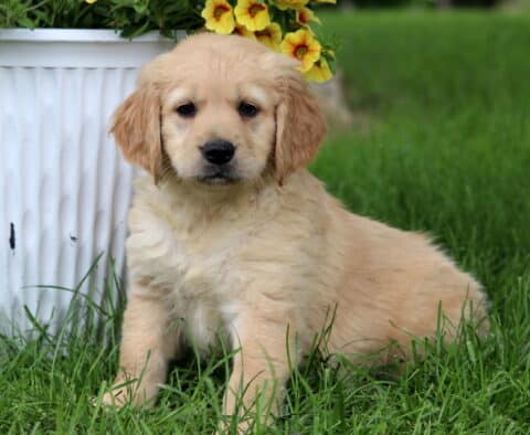 Cream-colored Goldendoodle puppy with a fluffy coat sitting beside a white flower pot filled with yellow blooms on a lush green lawn.