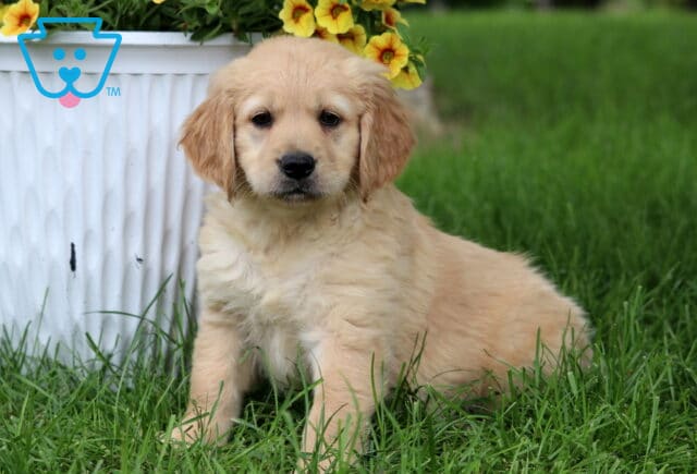 Cream-colored Goldendoodle puppy with a fluffy coat sitting beside a white flower pot filled with yellow blooms on a lush green lawn. image