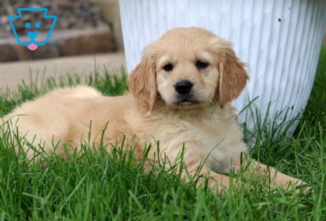 Relaxed cream-colored Goldendoodle puppy lying in the grass next to a large white planter, with a stone walkway in the background. image