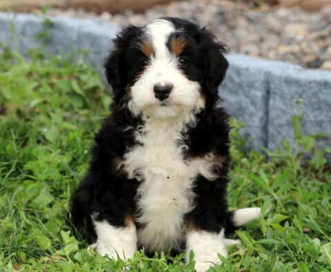 Bee Mini Bernedoodle