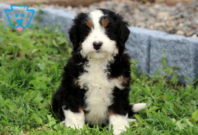 Bee Mini Bernedoodle image