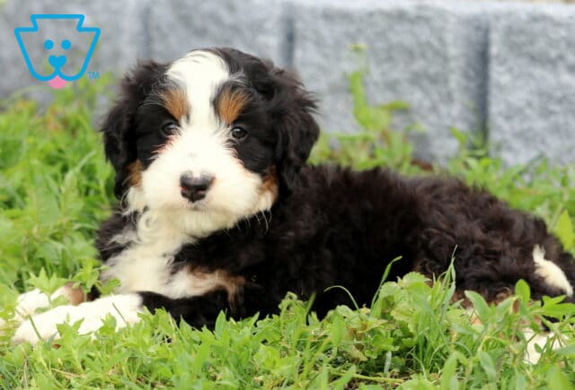 Bee Mini Bernedoodle2 image
