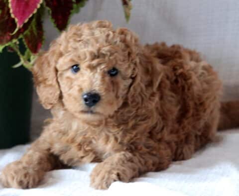Bee Mini Goldendoodle