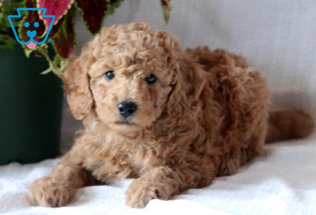 Adorable Mini Goldendoodle puppy with soft, curly apricot fur lying on a white surface near a leafy red and green potted plant. image