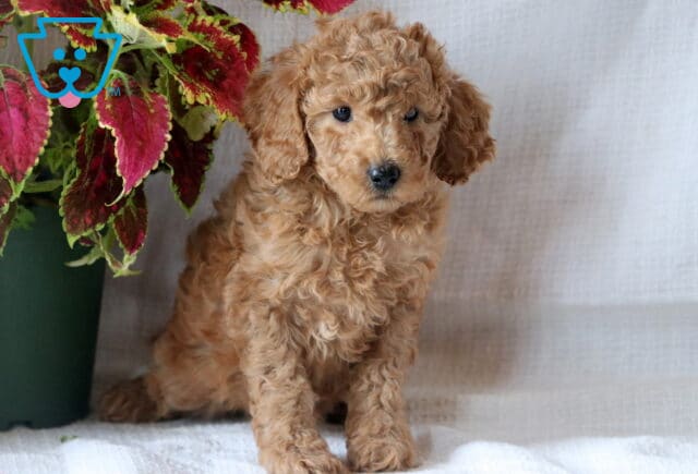 Fluffy Mini Goldendoodle puppy with curly apricot fur sitting sweetly next to a pot of red and green foliage on a white backdrop. image