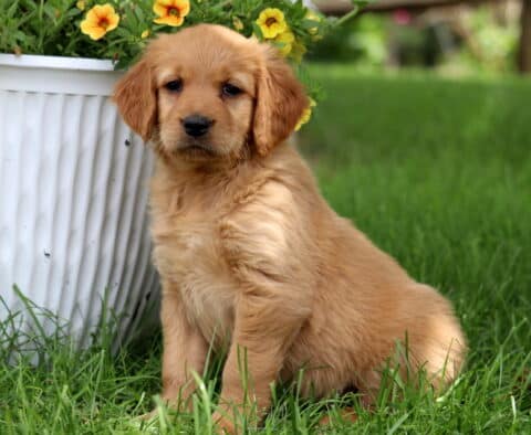 Reddish Goldendoodle puppy sitting on grass beside a white planter overflowing with bright yellow flowers on a sunny day.