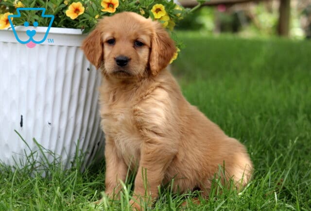 Reddish Goldendoodle puppy sitting on grass beside a white planter overflowing with bright yellow flowers on a sunny day. image