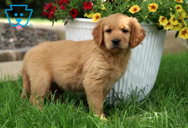 Golden-toned Goldendoodle puppy standing in green grass beside a large white flower pot filled with blooming yellow and red flowers. image