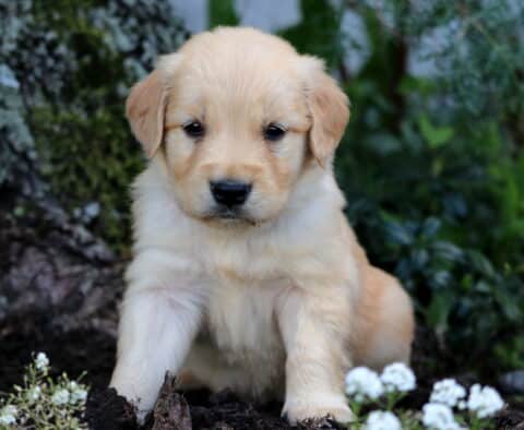 Golden Retriever puppy with a soft golden coat sitting on mulch near a tree and surrounded by white flowers and lush greenery.