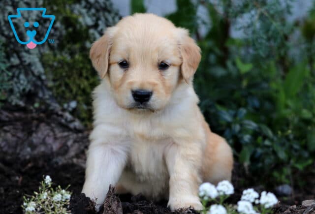 Golden Retriever puppy with a soft golden coat sitting on mulch near a tree and surrounded by white flowers and lush greenery. image