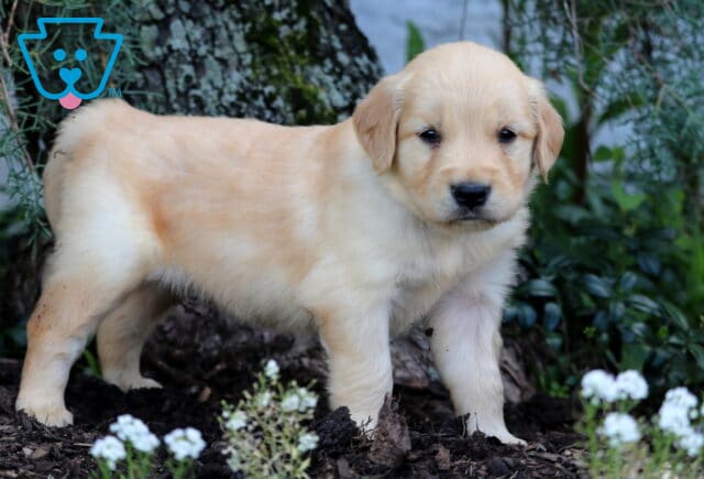 Golden Retriever puppy with a pale golden coat standing confidently near white flowers, greenery, and a tree trunk in a shaded garden. image