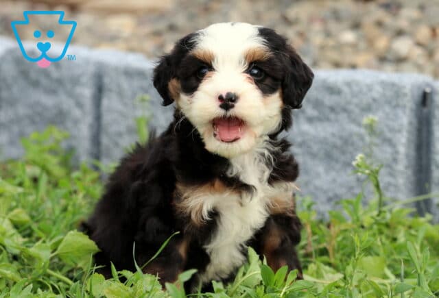 Bella Mini Bernedoodle image