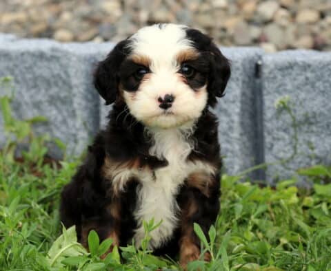 Bella Mini Bernedoodle2