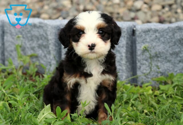 Bella Mini Bernedoodle2 image