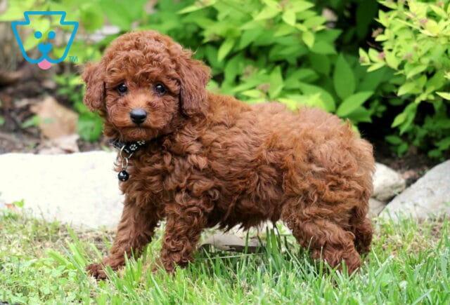 Curly red Toy Poodle puppy standing on grass with a black collar, looking alert with greenery and rocks in the background. image