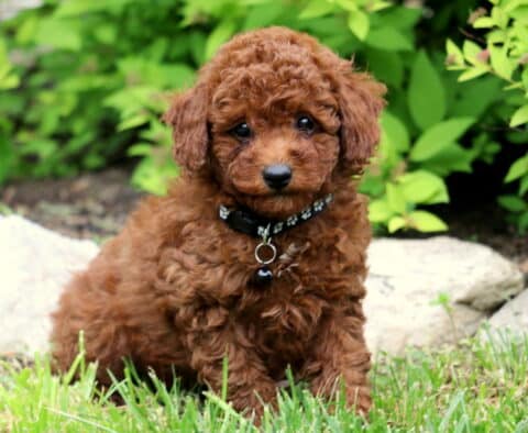 Adorable red Toy Poodle puppy sitting in the grass with a black collar, surrounded by lush green bushes and landscaping stones.