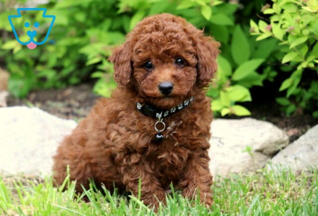 Adorable red Toy Poodle puppy sitting in the grass with a black collar, surrounded by lush green bushes and landscaping stones. image