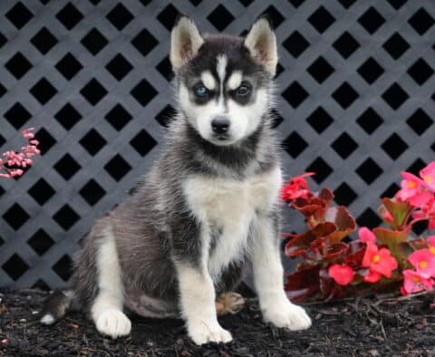 Benny Husky