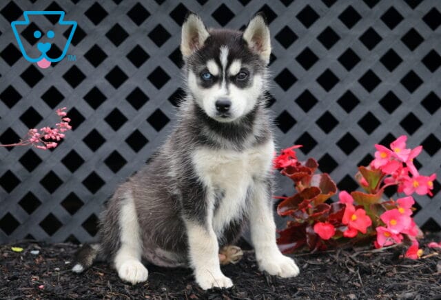 Benny Husky image