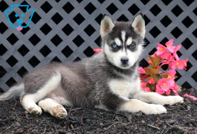 Benny Husky2 image