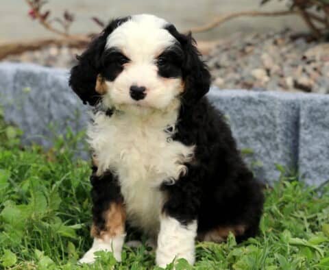 Benny Mini Bernedoodle