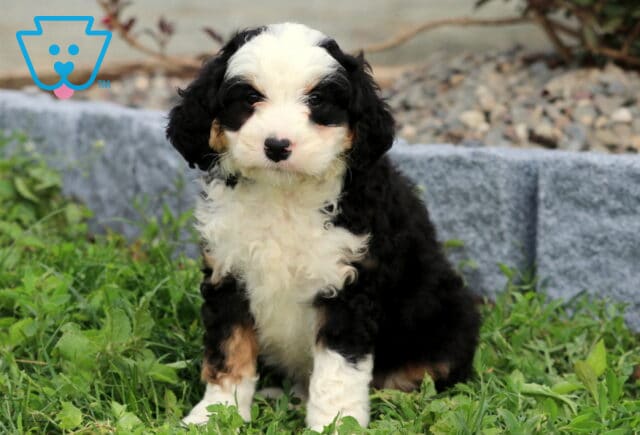 Benny Mini Bernedoodle image