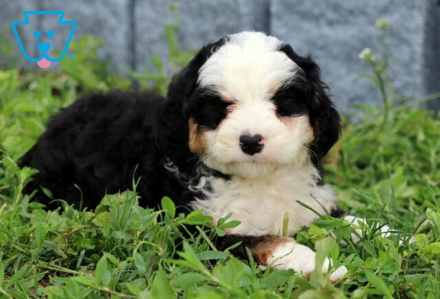 Benny Mini Bernedoodle2 image