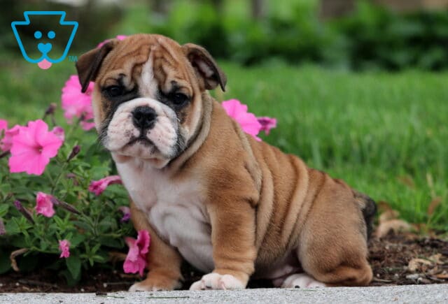 Wrinkly fawn and white English Bulldog puppy sitting on a sidewalk beside bright pink flowers with a grassy lawn in the background. image
