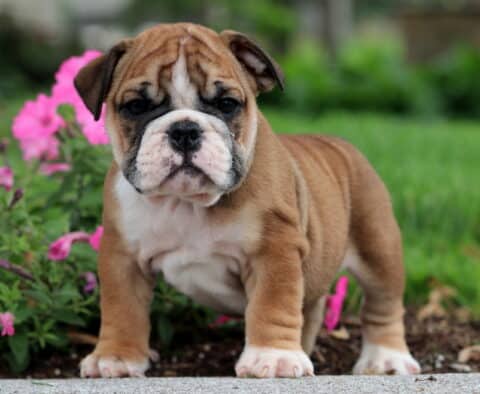 Alert fawn and white English Bulldog puppy standing confidently on a sidewalk with blooming pink flowers and green grass behind.