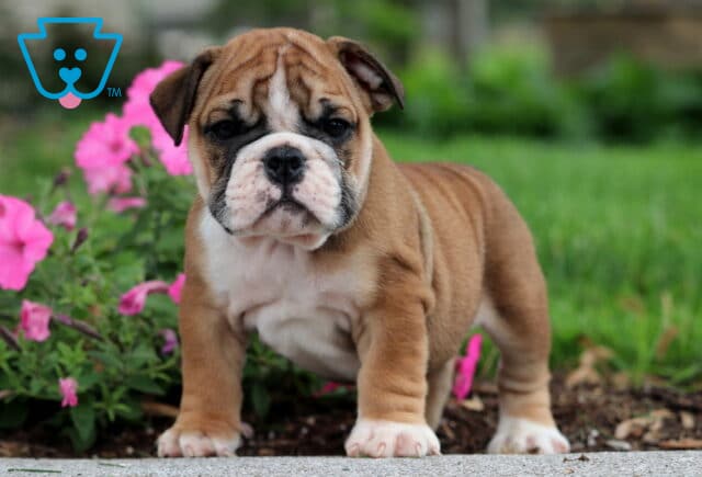 Alert fawn and white English Bulldog puppy standing confidently on a sidewalk with blooming pink flowers and green grass behind. image