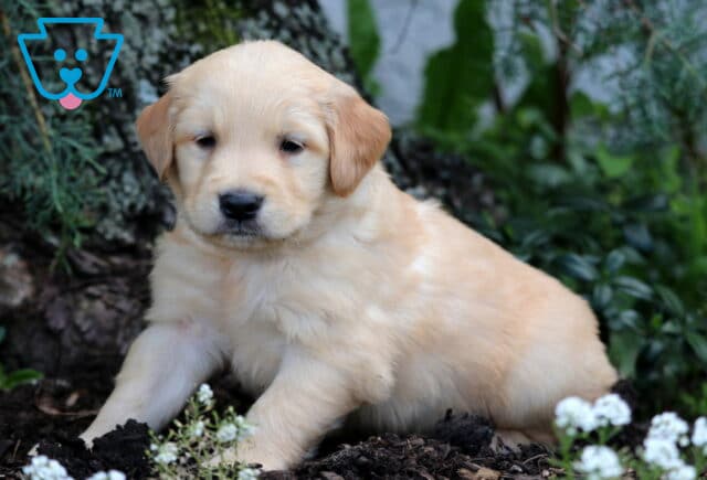 Golden Retriever puppy with a pale golden coat lounging on mulch among small white flowers and lush greenery near the base of a tree. image