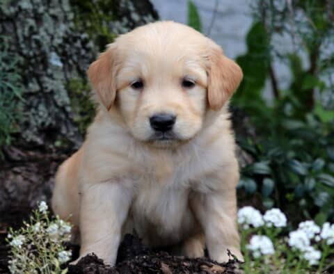 Golden Retriever puppy with a fluffy light coat sitting near a tree trunk, surrounded by white flowers and leafy green plants in a shaded garden.