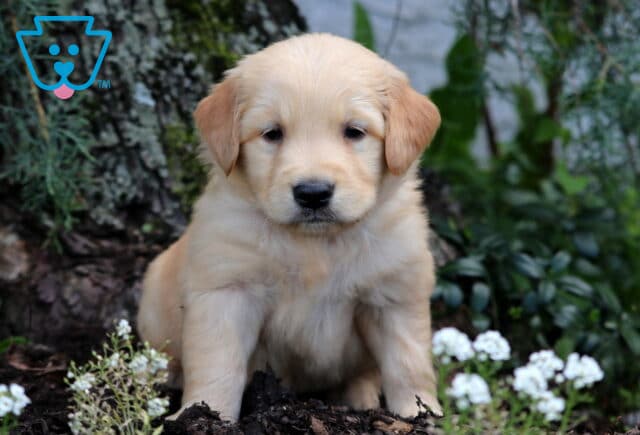 Golden Retriever puppy with a fluffy light coat sitting near a tree trunk, surrounded by white flowers and leafy green plants in a shaded garden. image