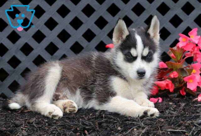 Siberian Husky puppy with black and white fur lying on dark mulch near bright pink flowers and a black fence. image