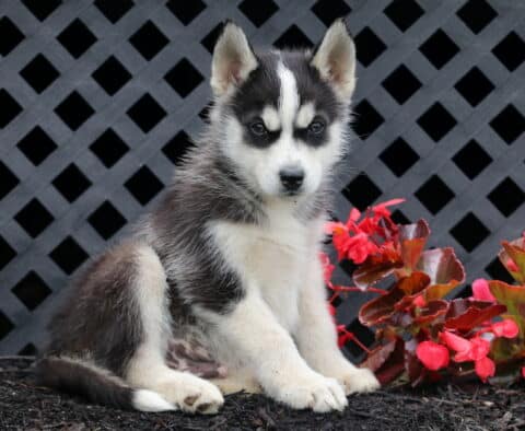 Billy Husky2