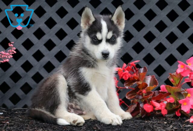 Adorable Siberian Husky puppy with a black and white coat sitting near pink flowers against a dark lattice fence backdrop. image