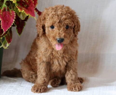 Billy Mini Goldendoodle
