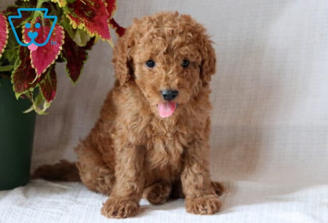 Billy Mini Goldendoodle image
