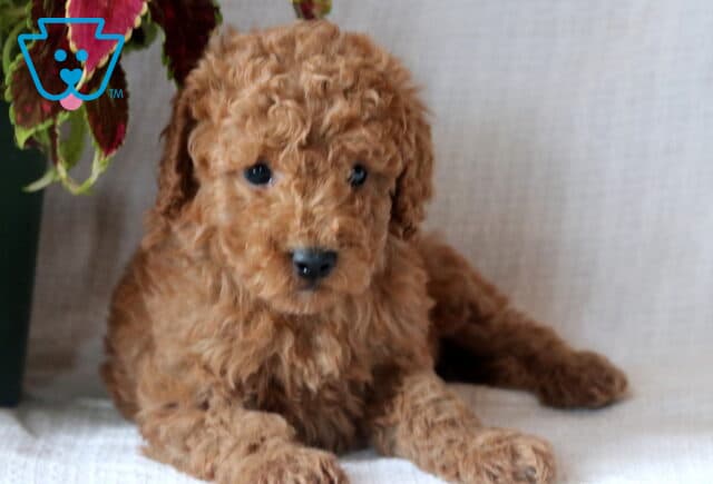 Billy Mini Goldendoodle2 image