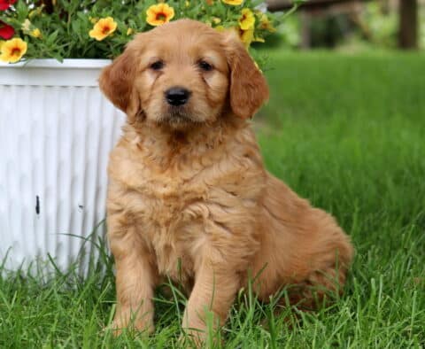 Fluffy red Goldendoodle puppy sitting upright in the grass next to a large white planter overflowing with bright yellow and red flowers.