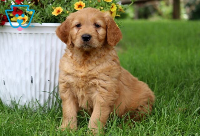 Fluffy red Goldendoodle puppy sitting upright in the grass next to a large white planter overflowing with bright yellow and red flowers. image