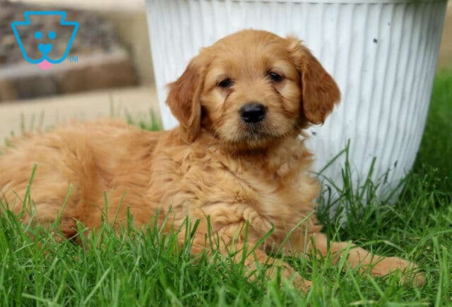 Apricot Goldendoodle puppy with wavy fur lying in the grass in front of a large white flower pot, with a soft and gentle expression. image