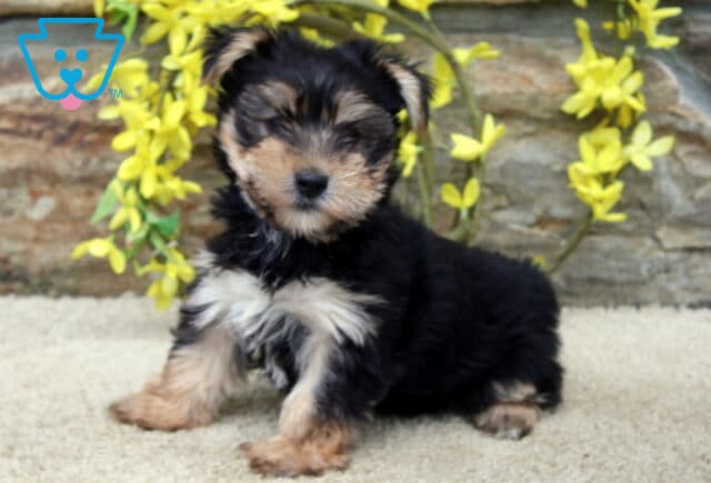 Bingo Yorkie image